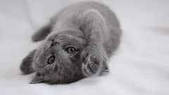 Animals cats Kittens white background