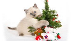 Animals cats Kittens white background Christmas trees pets