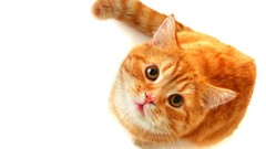 Animals cats Kittens white background looking up