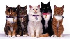 Animals cats Kittens white background pets