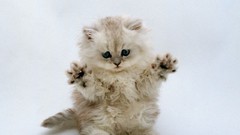 Animals cats Kittens white background Simple Background