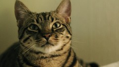 Animals cats Kittens yellow eyes