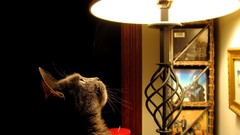 Animals cats Lamps