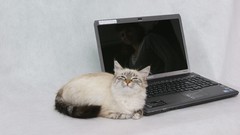Animals cats Laptops