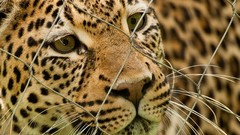 Animals cats Leopards