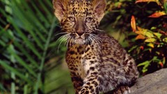 Animals cats Leopards baby animals