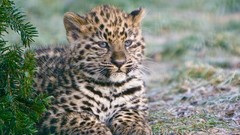 Animals cats Leopards baby animals