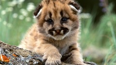 Animals cats Leopards Tigers Lions