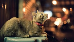 Animals cats lights collar pets looking up domestic cat