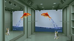 Animals cats lights fish goldfish funny mirrors artwork