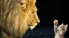 Animals cats Lions
