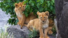 Animals cats Lions