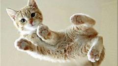 Animals cats looking down