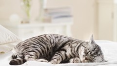 Animals cats lying down