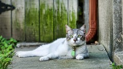 Animals cats lying down