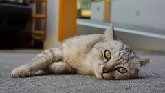 Animals cats lying down