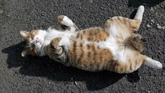 Animals cats lying down relaxing