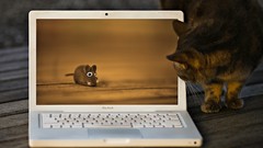 Animals cats MacBook
