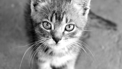 Animals cats madness monochrome grayscale