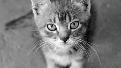 Animals cats madness monochrome pleasure