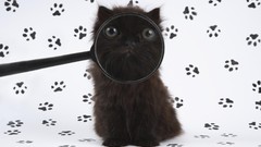 Animals cats magnifying glass