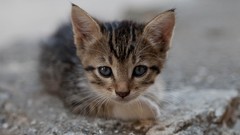 Animals cats Mammals