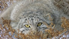 Animals cats manul