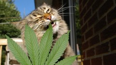 Animals cats manul marijuana wildcat catnip