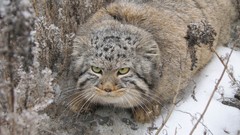 Animals cats manul wildcat