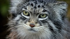 Animals cats manul wildcat