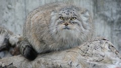Animals cats manul wildcat