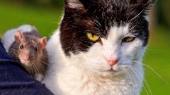 Animals cats mice Rats