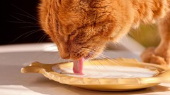 Animals cats milk
