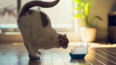Animals cats milk ben torode