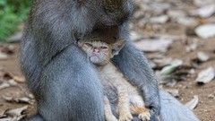 Animals cats monkeys