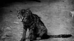 Animals cats monochrome