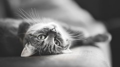 Animals cats monochrome
