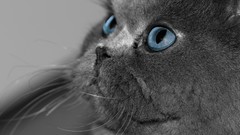 Animals cats monochrome