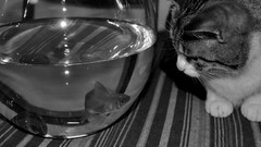 Animals cats monochrome