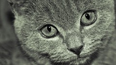 Animals cats monochrome