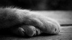 Animals cats monochrome