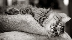 Animals cats monochrome