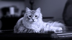 Animals cats monochrome