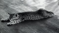 Animals cats monochrome