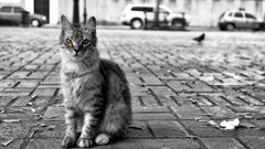 Animals cats monochrome