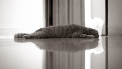 Animals cats monochrome