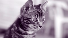 Animals cats monochrome