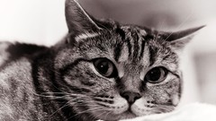 Animals cats monochrome