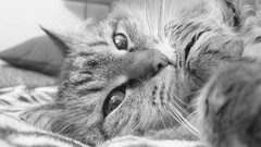 Animals cats monochrome