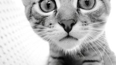 Animals cats monochrome